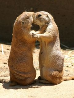 zoo_animals_captured_at_the_right_moment_09.jpg