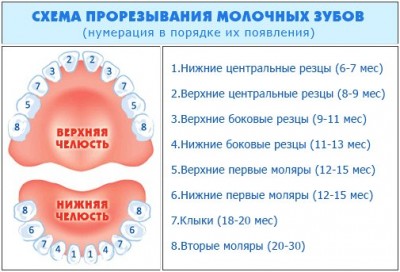 Рост дет.зубов.jpg