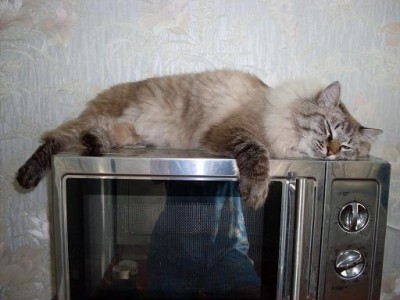 васень.JPG