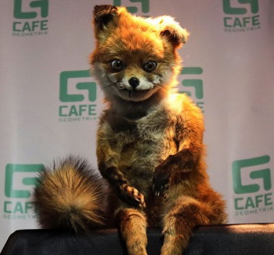 fox.jpg