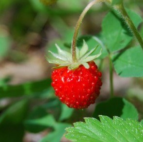0_3eea2_a5993eae_XL.jpg