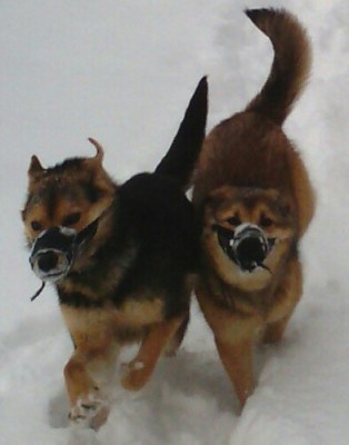 IMG_20130302_105217-1-1.jpg